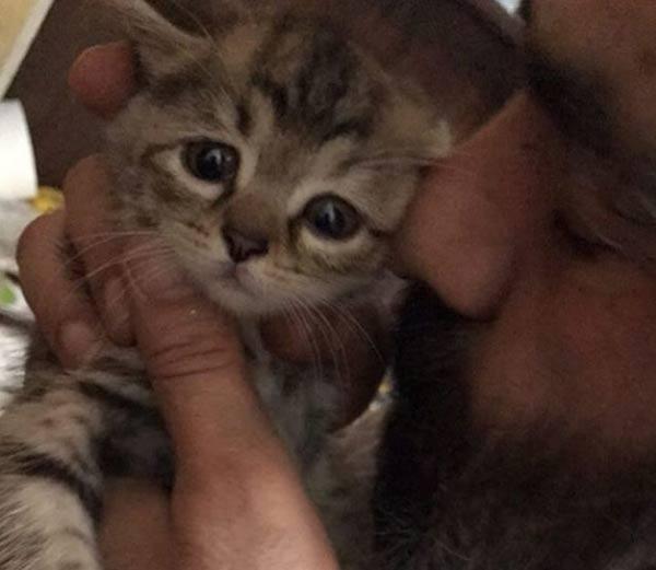 حسن معجونی گربه اقتصادی شد!