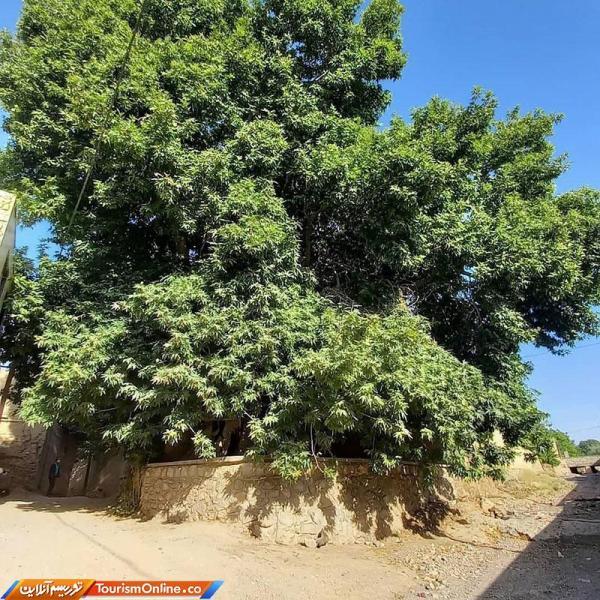 چنار1200ساله روستای نصرآباد شهر تفت ، تصاویر چنار1200ساله روستای نصرآباد شهر تفت ، تصاویر