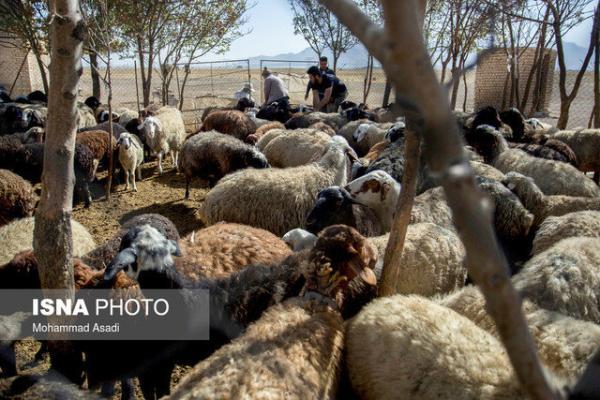 تامین نهاده های دامی مورد نیاز دامداران با دامدار کارت تامین نهاده های دامی مورد نیاز دامداران با دامدار کارت