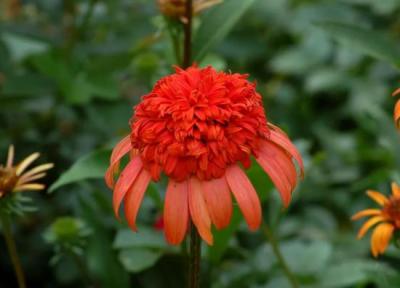 14 گیاه با گل خاص برای باغچه و بالکن